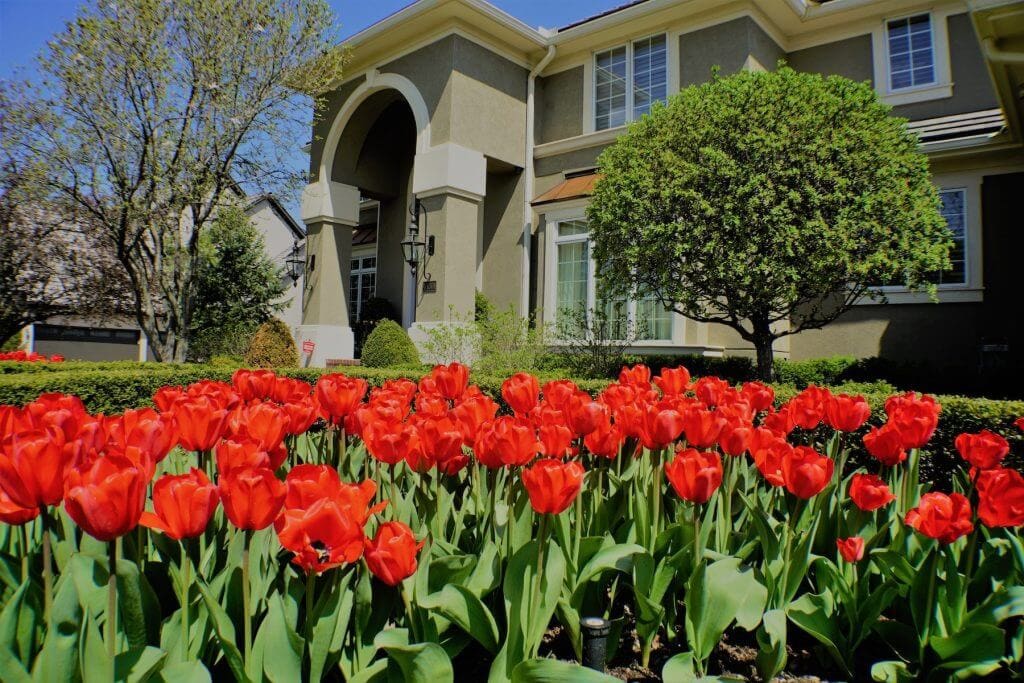red tulip in landscape Kansas City